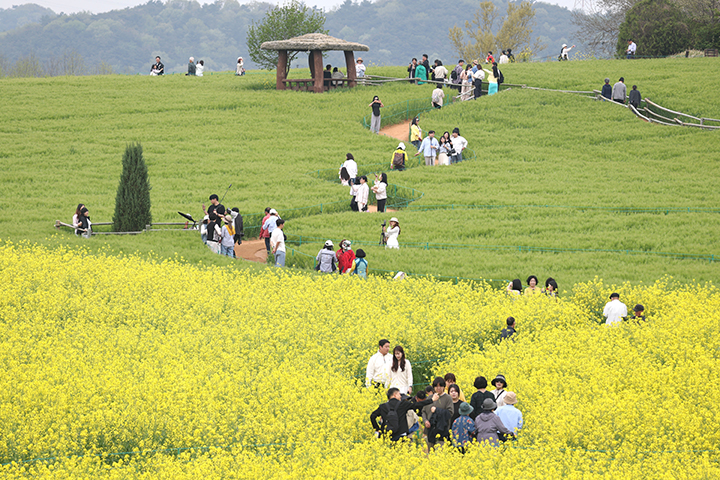 고창 청보리밭 축제가 한창인 지난달 19일 전북 고창군 학원농장을 찾은 나들이객들이 산책로를 거닐고 있다.(ⓒ뉴스1, 무단 전재-재배포 금지)