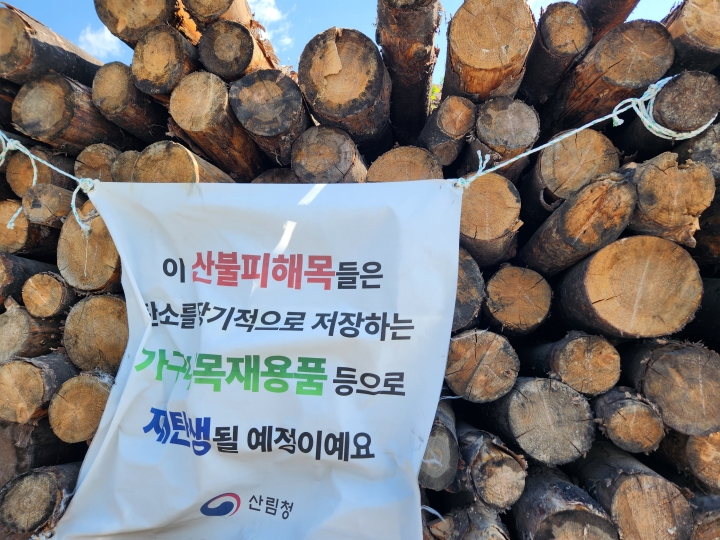 산불 피해목은 가구재와 바이오매스 등 다양한 용도로 활용될 예정이다. (본인 촬영)
