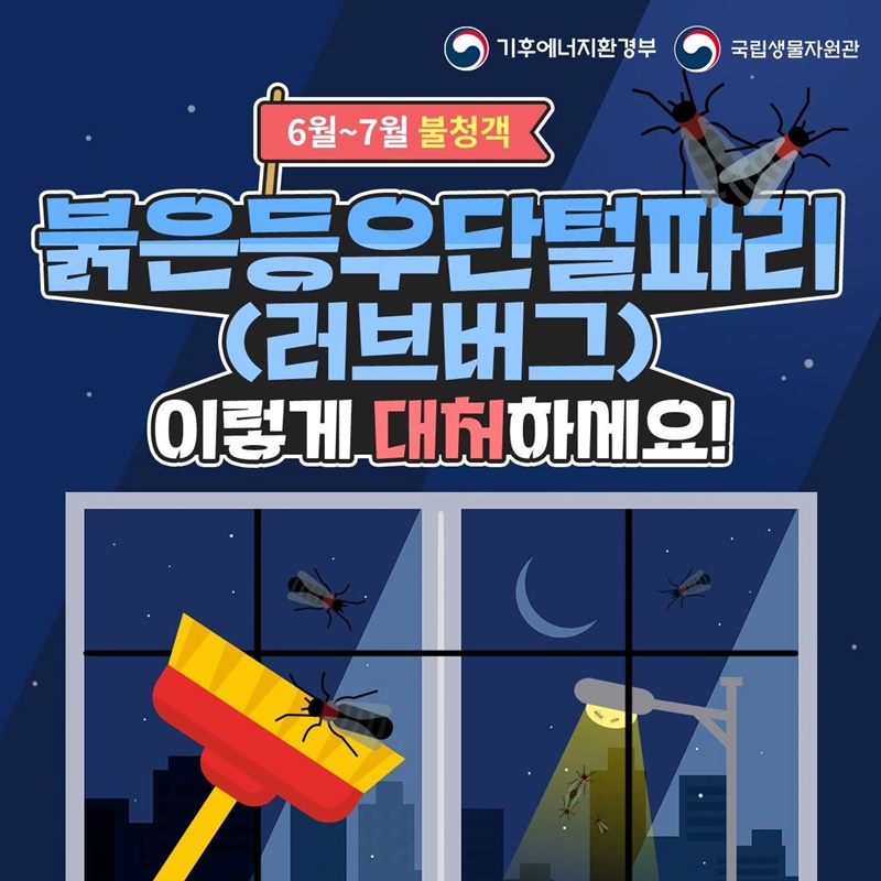 6월~7월 불청객, 붉은등우단털파리(러브버그) 이렇게 대처하세요!