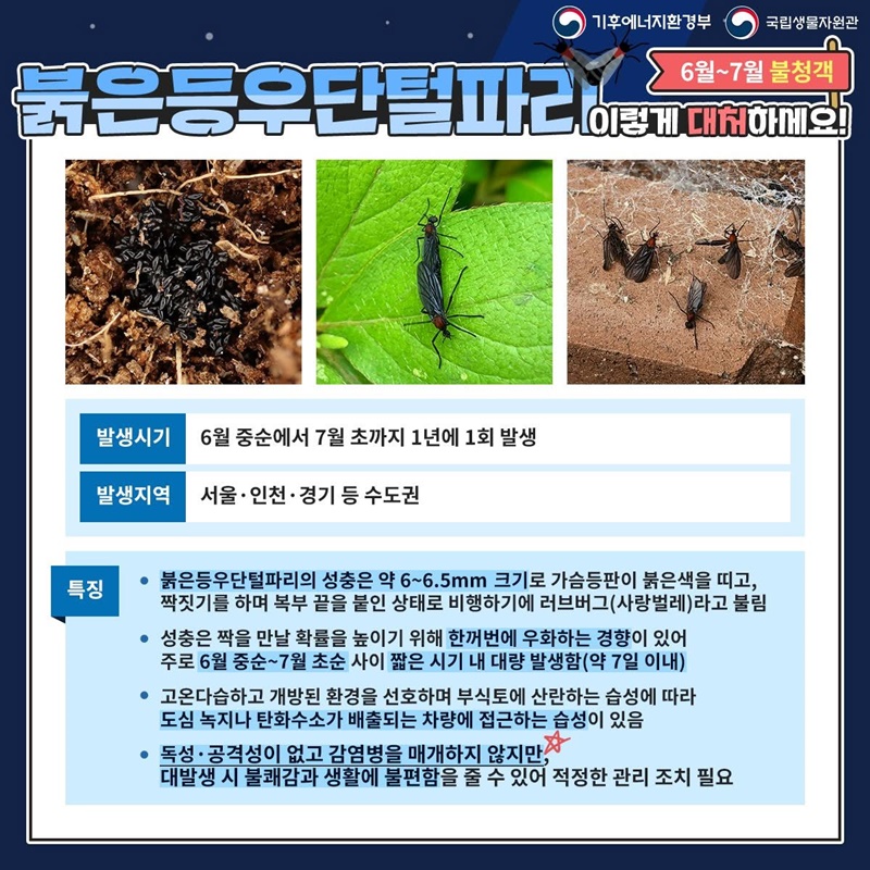 6월~7월 불청객, 붉은등우단털파리(러브버그) 이렇게 대처하세요!