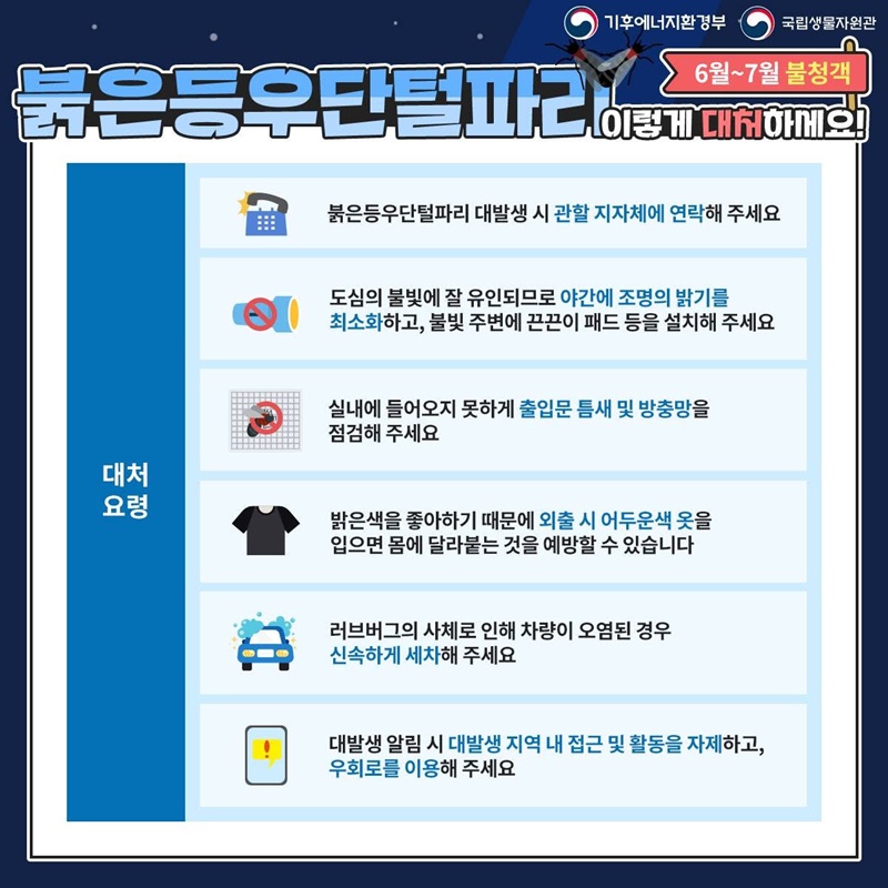 6월~7월 불청객, 붉은등우단털파리(러브버그) 이렇게 대처하세요!