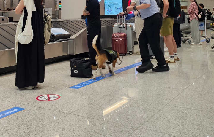 검역탐지견 탐지 모습. (농림축산식품부 농림축산검역본부 제공)