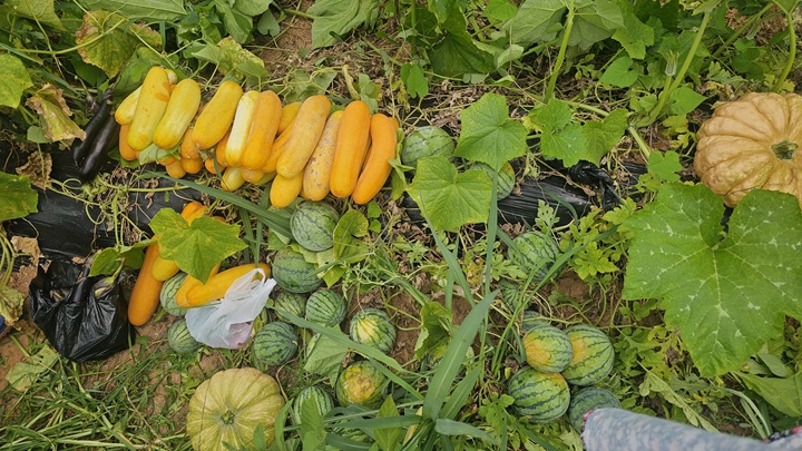 여름을 맞아 수확한 작물 (본인 촬영)