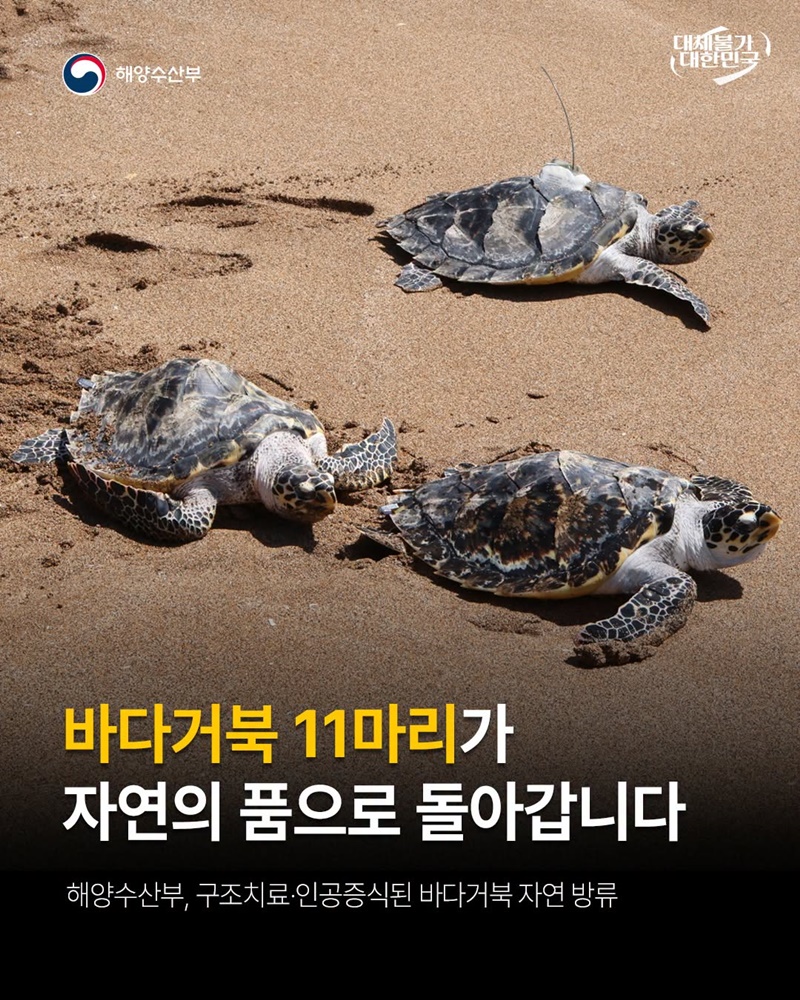 바다거북 11마리가 자연의 품으로 돌아갑니다