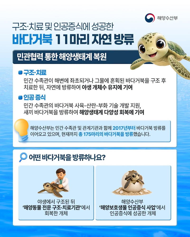 바다거북 11마리가 자연의 품으로 돌아갑니다