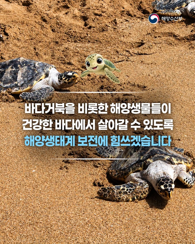바다거북 11마리가 자연의 품으로 돌아갑니다