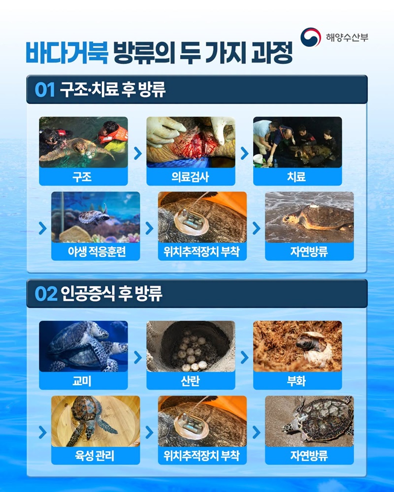 바다거북 11마리가 자연의 품으로 돌아갑니다