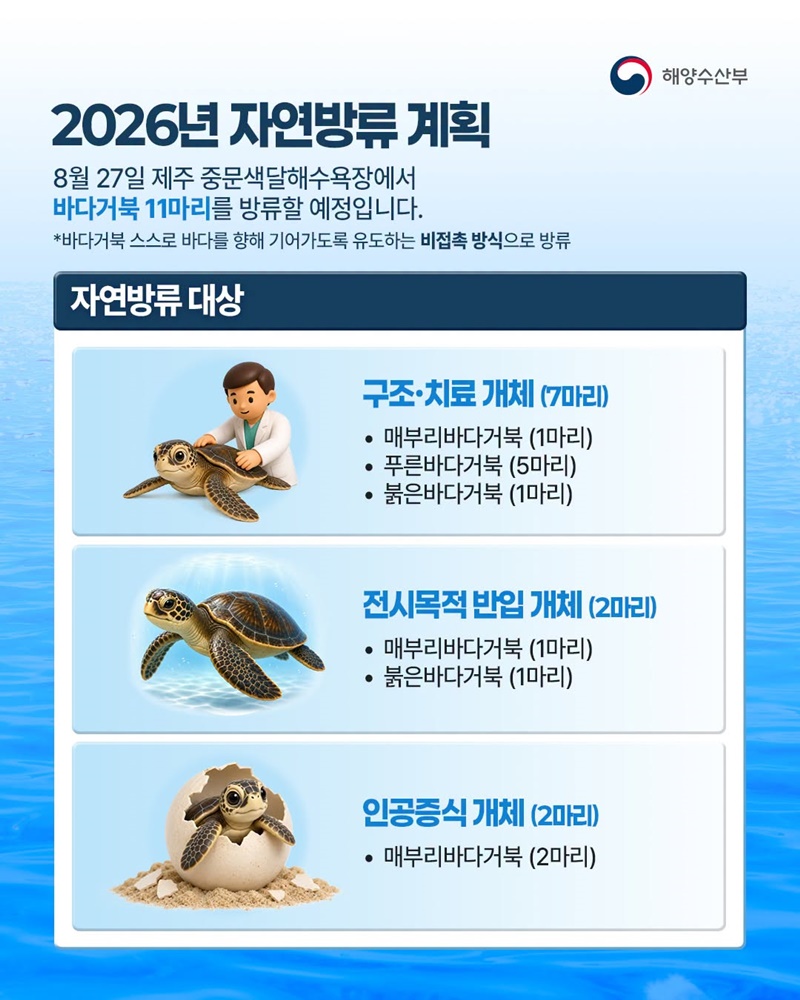 바다거북 11마리가 자연의 품으로 돌아갑니다