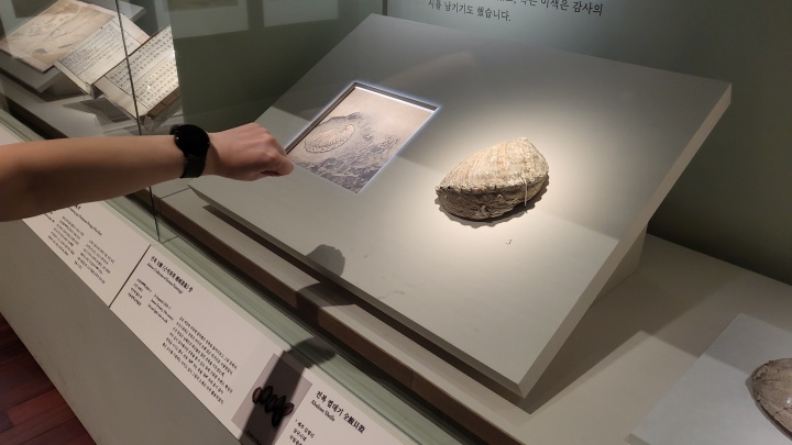 옛 전복의 크기는 남다르게 느껴질 정도로 크다. (본인촬영)