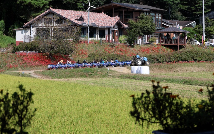 충남 홍성군 홍동면 문당리에서 관광객을 태운 농촌 체험 열차가 황금빛으로 물든 들녘을 지나가고 있다. 2026.9.22. (ⓒ뉴스1, 무단 전재-재배포 금지)