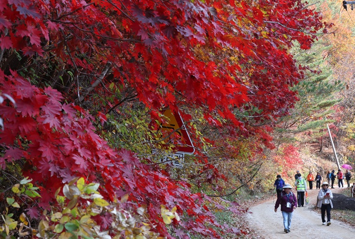 지난 15일 강원 양구군 두타연 일원에서 열린 '금강산 가는 길 걷기' 행사에서 참가자들이 단풍 곱게 물든 길을 걸으며 가을을 즐기고 있다.(사진=저작권자(c) 연합뉴스, 무단 전재-재배포 금지)