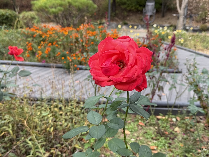 장미공원