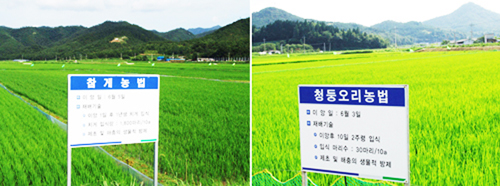 친환경농업특구 옴천면의 ‘참게와 청둥오리 농법’.