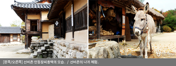 [왼쪽/오른쪽]선비촌 인동장씨종택의 모습 / 선비촌의 나귀 체험