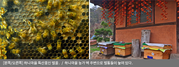 [왼쪽/오른쪽]하니마을 특산품인 벌꿀 / 하니마을 농가 벽 주변으로 벌통들이 놓여 있다.
