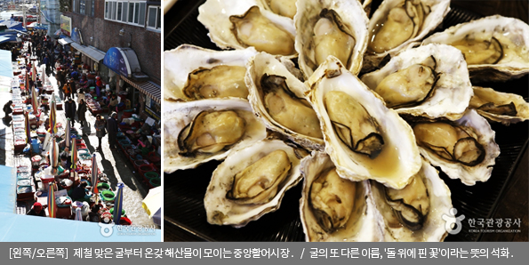 [왼쪽/오른쪽]제철 맞은 굴부터 온갖 해산물이 모이는 중앙활어시장 / 굴의 또 다른 이름, '돌 위에 핀 꽃'이라는 뜻의 석화