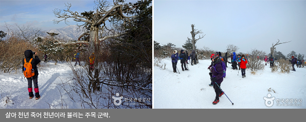 살아 천년 죽어 천년이라 불리는 주목 군락