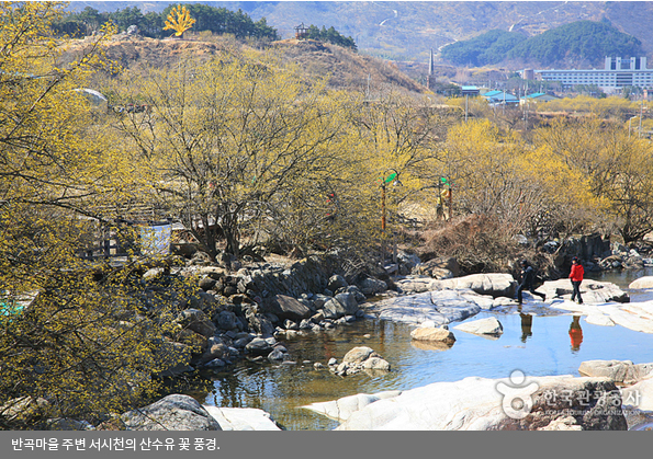 반곡마을 주변 서시천의 산수유 꽃 풍경