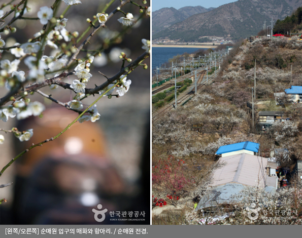 [왼쪽/오른쪽] 순매원 입구의 매화와 항아리 / 순매원 전경