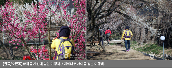 [왼쪽/오른쪽] 매화를 사진에 담는 여행객 / 매화나무 사이를 걷는 여행객