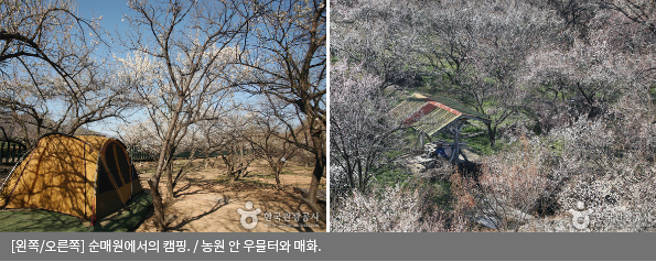 [왼쪽/오른쪽] 순매원에서의 캠핑 / 농원 안 우물터와 매화