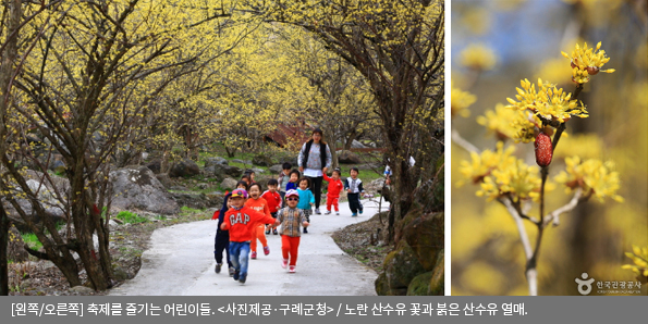 [왼쪽/오른쪽]축제를 즐기는 어린이들<사진제공·구례군청> / 노란 산수유 꽃과 붉은 산수유 열매