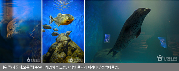 [왼쪽/가운데/오른쪽]수달이 헤엄치는 모습 / 식인 물고기 피라냐 / 점박이물범