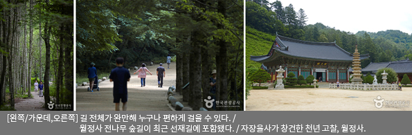 [왼쪽/가운데/오른쪽]길 전체가 완만해 누구나 편하게 걸을 수 있다. / 월정사 전나무 숲길이 최근 선재길에 포함됐다. / 자장율사가 창건한 천년 고찰, 월정사