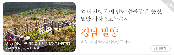 억새 산행 길에 만난 선물 같은 풍경, 밀양 사자평고산습지 - 경남 밀양시