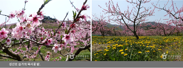 성산로 길가의 복사꽃 밭