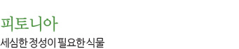 피토니아 세심한 정성이 필요한 식물 피토니아 세심한 정성이 필요한 식물