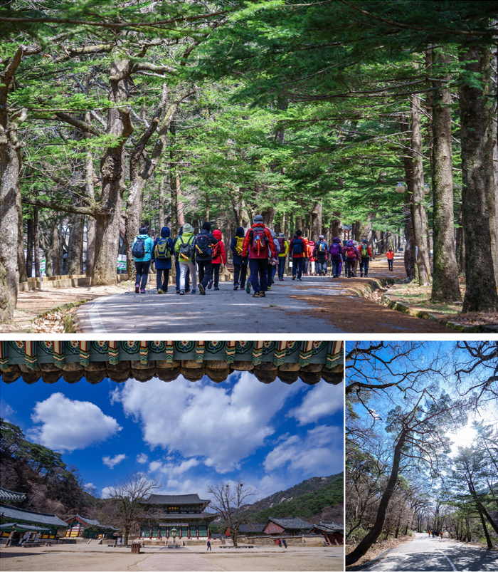 오리숲길·세조길 (충북 보은)