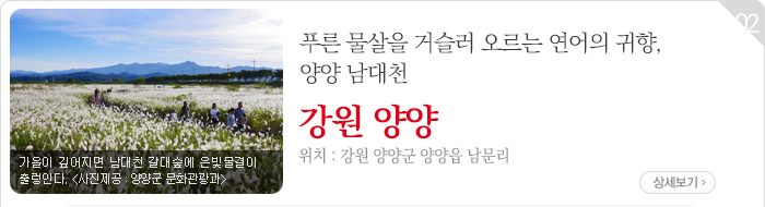 푸른 물살을 거슬러 오르는 연어의 귀향, 양양 남대천 - 강원 양양