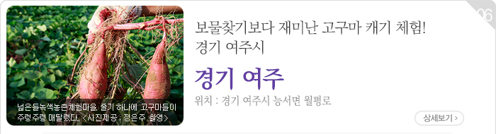 보물찾기보다 재미난 고구마 캐기 체험! 경기 여주시 - 경기 여주