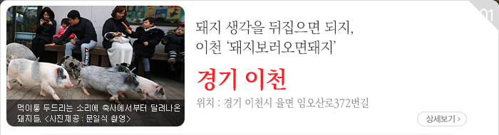 돼지 생각을 뒤집으면 되지, 이천 ‘돼지보러오면돼지’ - 경기 이천시