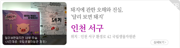 돼지에 관한 오해와 진실, ‘달리 보면 돼지’ - 인천 서구