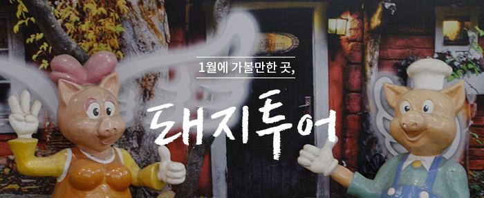 1월에 가볼만한 곳, ‘돼지 투어’
