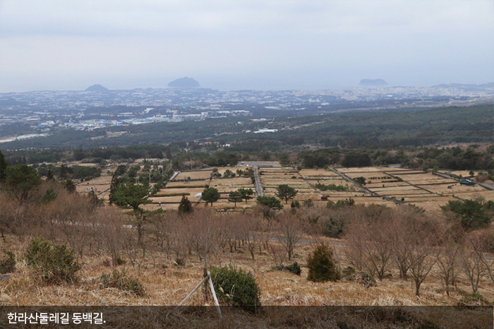 한라산둘레길 동백길