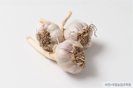 마늘
