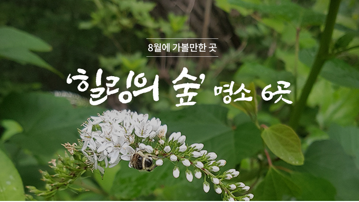 8월에 가볼만한 곳, ‘힐링의 숲’ 명소 6곳