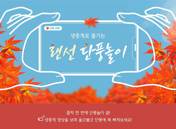 생중계로 즐기는 랜선 단풍놀이