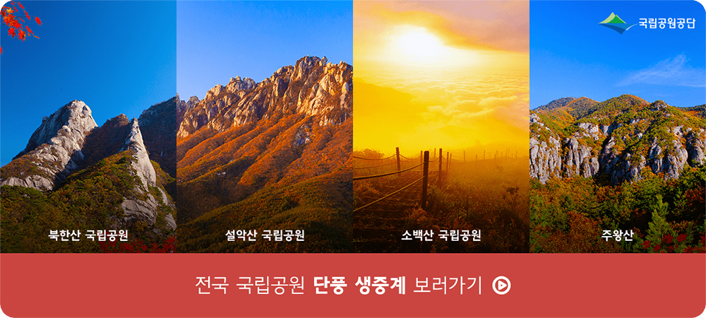 북한산 국립공원, 설악산 국립공원, 소백산국립공원, 주왕산 전국 국립공원 단풍 생중계 보러가기