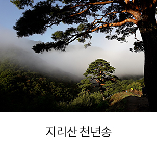 지리산 천년송 새창열림