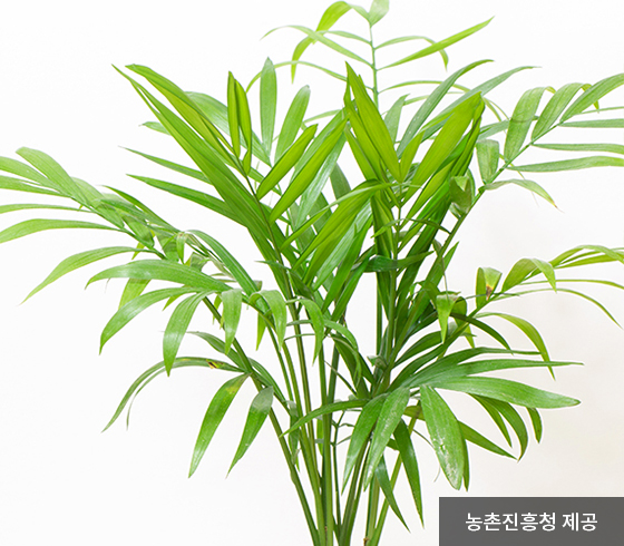테이블야자