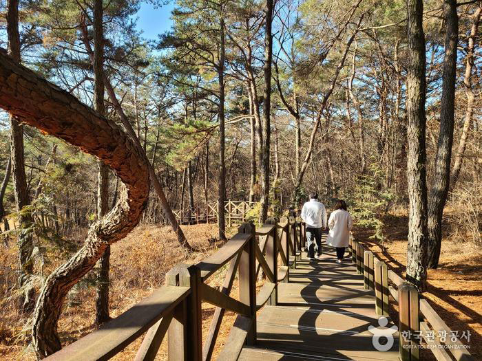 건강장수체험관 건물 뒤편 편백나무숲에 조성된 데크길 산책로 - 한국관광공사