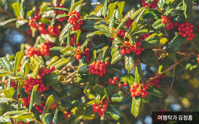 주렁주렁 빨간 매력, 호랑가시나무 열매 - 여행작가 김정홈