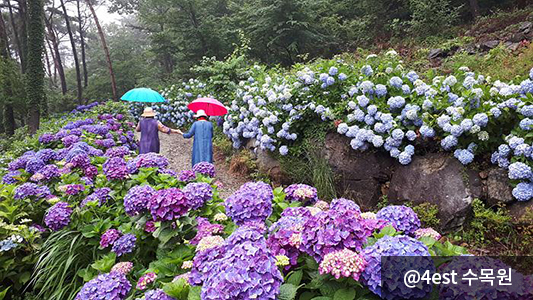 7000여 그루의 수국 잔치_4est 수목원