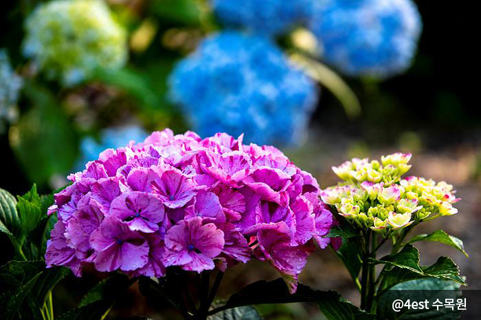수국 정원 메인 로드_4est 수목원