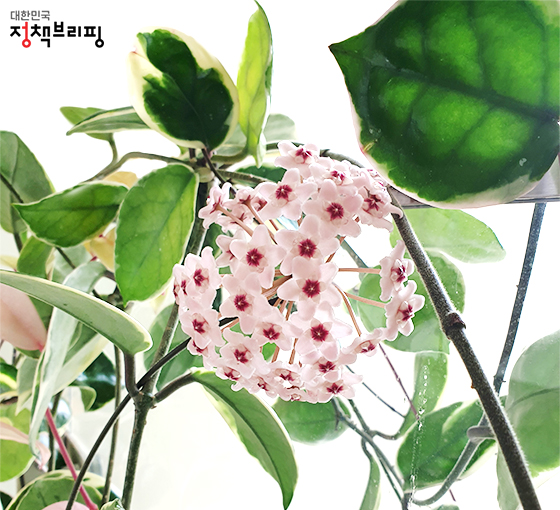 호야 이미지