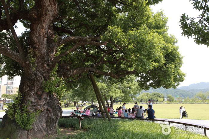 왕버들 50여 그루가 시원한 그늘을 드리우는 성주 경산리 성밖숲 - 한국관광공사